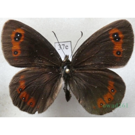 Erebia aethiops (Esper, 1777) Górówka medea Poland37e